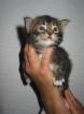 Kleine Herzensbrecher - Maine Coon Kitten