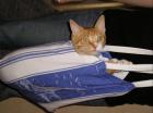 Leo - rot-weiß getigerter Kater sucht neues zu Hause
