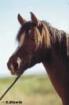 Suche zwei Reitbeteiligungen