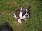 Franzoesiche bulldogwelpen