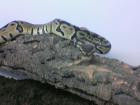  Schöne Königspyton (Python Regius)