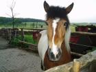 Verkaufe Pinto-Isländer-Mix Stute (7 Jahre)