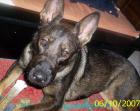 Schäferhundmixhündin 13 monate