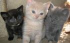 BKH/ Kartäuser/ Selkirk Rex