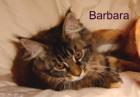 Maine Coon Kitten sind abgabebereit !!!