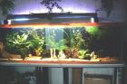 Aquarium 600 L abzugeben