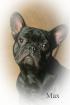 FRANZ.BULLDOGGE DECKRÜDE