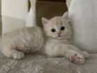 BKH Kitten Babykatzen