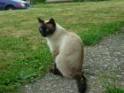 Suchen Siam-Deckkater