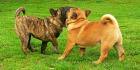 SHAR PEI mixen HUNDINEN