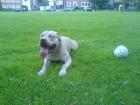 2 Pitbull-staffordshire terrier zu verkaufen!!