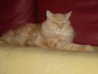 Maine-Coon´s vom Römertal