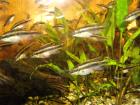 Smaragdtprachtbuntbarsche Pelvicachromis taeniatus