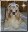 Shih tzu welpen klein und süß