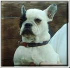 French bullys