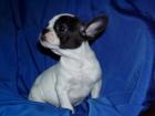 Francözische bulldog