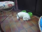 Cotton de tulear-welpe (baumwollhund