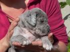 Wunderschöne Doggenmixwelpen
