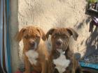 Bordeauxdoggen-/American Bulldog-Mischlingswelpen