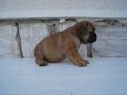 Franzoesiche bulldogwelpen