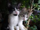 Wir KATZENBABYS suchen Freilauf...