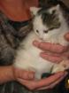 Katerchen sucht Lebensplatz !