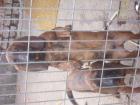 Hannoverischer Schweisshund HS Welpen