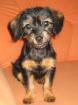 Jack-Russell-mix hündin 12 Wochen
