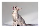 Kleiner OKH-Kater in Blau-Silber sucht neues Zuhause