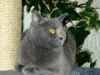 * Kartäuserkatze *