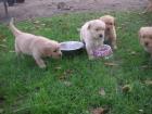 Süße dunkle Golden Retriever Welpen suchen ein neues Zuhause