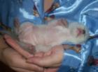 Süße Siam-Thai Kitten