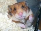 Goldhamster sucht ein zuhause