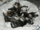 Maine Coon Babys jetzt aussuchen,zum Jahresende dürfen sie umziehen !
