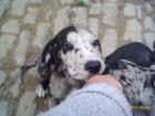 Deutsche Doggen Welpen