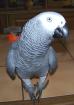 Partnervogel für Graupapageimännchen gesucht !