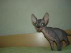 Don Sphynx