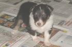 Sheltie-Rüde in tricolor