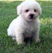 Bichon Frise