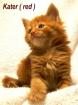 Wir haben Maine Coon Kitten !!!