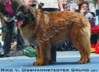 Deckrüde
