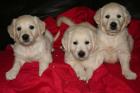 Golden retriever welpen