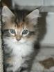 Hanni,ein dreifarbiges Maine Coon Baby sucht nette Familie