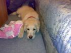 Ein rüde sucht weibchen zum decken Goldene Retriver