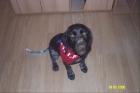 Süsser jagdhund-labradormischling