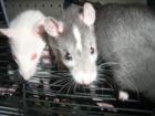 9 süße Rattenbabies suchen ein neues Zuhause -