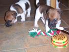 Noch 3 Jack Russel Welpen zu vergeben...