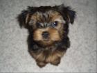 Yorkshire Terrier Welpen