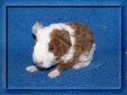 Meerschweinchen  US-Teddys