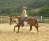 	HORSE BASICS - Westerntraining